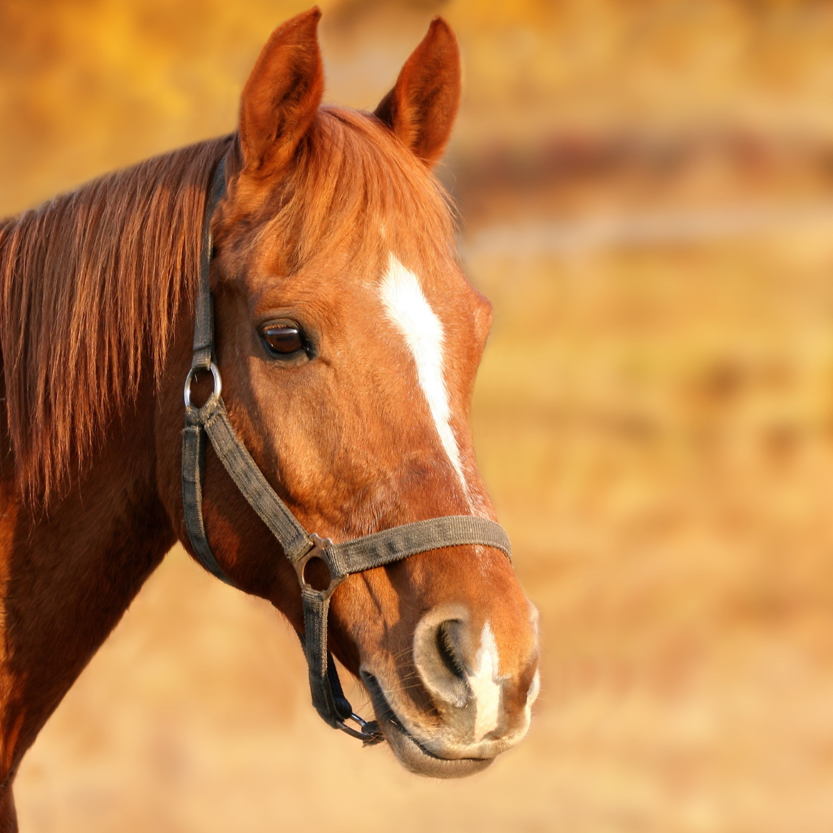 van para caballos